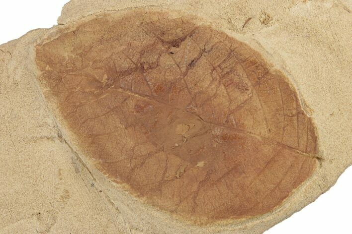 Orange Fossil Leaf (Ficus) - Montana #188997